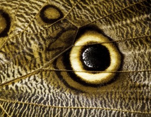 owl butterfly wing macro